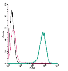 Anti-β2-Adrenoceptor (extracellular)-PE Antibody
