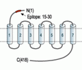 β2-Adrenergic Receptor (extracellular) Blocking Peptide