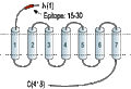 Anti-β2-Adrenergic Receptor (extracellular) Antibody