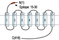 Anti-β2-Adrenergic Receptor (extracellular) Antibody