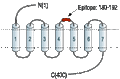 Anti-β3-Adrenergic Receptor (extracellular) Antibody