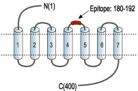 Anti-β3-Adrenergic Receptor (extracellular) Antibody