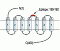 β3-Adrenergic Receptor (extracellular) Blocking Peptide