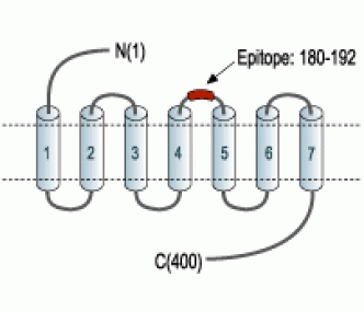 β3-Adrenergic Receptor (extracellular) Blocking Peptide