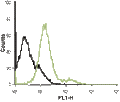 Anti-α1B-Adrenergic Receptor (extracellular)-ATTO Fluor-488 Antibody
