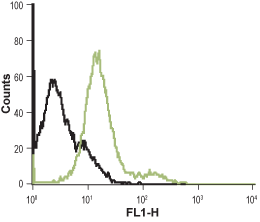 Anti-α1B-Adrenergic Receptor (extracellular)-ATTO Fluor-488 Antibody