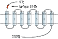 Anti-α1B-Adrenergic Receptor (extracellular) Antibody