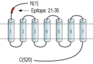 Anti-α1B-Adrenergic Receptor (extracellular) Antibody