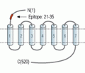 α1B-Adrenergic Receptor (extracellular) Blocking Peptide