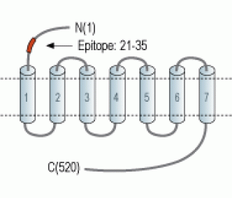 α1B-Adrenergic Receptor (extracellular) Blocking Peptide