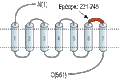 Anti-α1D-Adrenergic Receptor (extracellular) Antibody
