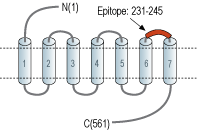 Anti-α1D-Adrenergic Receptor (extracellular) Antibody