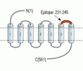 α1D-Adrenergic Receptor (extracellular) Blocking Peptide