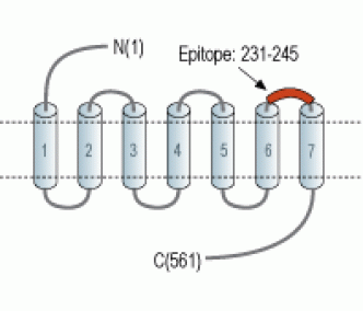 α1D-Adrenergic Receptor (extracellular) Blocking Peptide