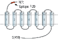 Anti-α2A-Adrenergic Receptor (extracellular) Antibody