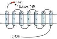 Anti-α2A-Adrenergic Receptor (extracellular) Antibody