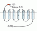 α2A-Adrenergic Receptor (extracellular) Blocking Peptide