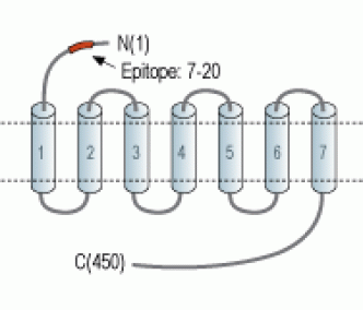 α2A-Adrenergic Receptor (extracellular) Blocking Peptide