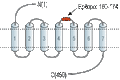 Anti-α2B-Adrenergic Receptor (extracellular) Antibody