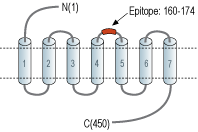 Anti-α2B-Adrenergic Receptor (extracellular) Antibody