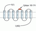 α2B-Adrenergic Receptor (extracellular) Blocking Peptide