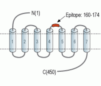 α2B-Adrenergic Receptor (extracellular) Blocking Peptide