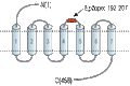 Anti-α2C-Adrenergic Receptor (extracellular) Antibody