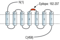 Anti-α2C-Adrenergic Receptor (extracellular) Antibody
