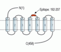 α2C-Adrenergic Receptor (extracellular) Blocking Peptide