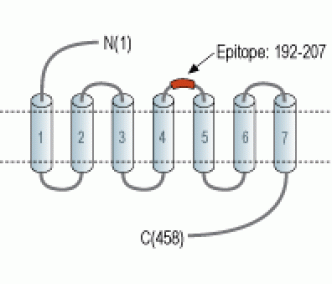 α2C-Adrenergic Receptor (extracellular) Blocking Peptide