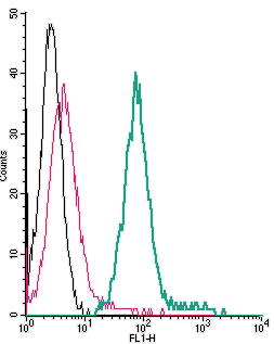 Anti-β1-Adrenergic Receptor (extracellular)-FITC Antibody