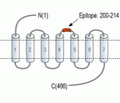 β1-Adrenergic Receptor (extracellular) Blocking Peptide