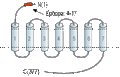 Anti-Apelin/APJ Receptor (extracellular) Antibody
