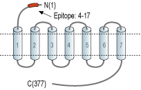 Anti-Apelin/APJ Receptor (extracellular) Antibody