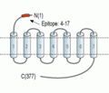 Apelin/APJ Receptor (extracellular) Blocking Peptide