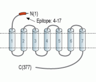 Apelin/APJ Receptor (extracellular) Blocking Peptide