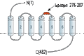 Anti-Human C3aR (extracellular) Antibody