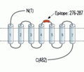 Human C3aR (extracellular) Blocking Peptide