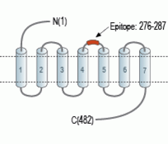 Human C3aR (extracellular) Blocking Peptide