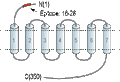 Anti-Human C5aR1 (extracellular) Antibody