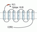 Human C5aR1 (extracellular) Blocking Peptide
