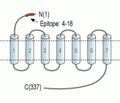 Human C5aR2 (extracellular) Blocking Peptide