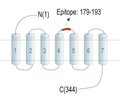 C5aR2 (extracellular) Blocking Peptide