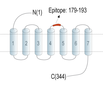 C5aR2 (extracellular) Blocking Peptide