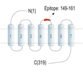 Adenosine A3 Receptor (extracellular) Blocking Peptide