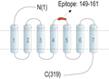 Anti-Adenosine A3 Receptor (extracellular) Antibody