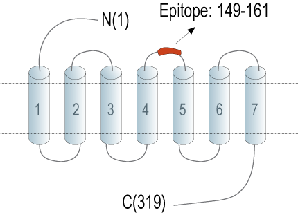Anti-Adenosine A3 Receptor (extracellular) Antibody
