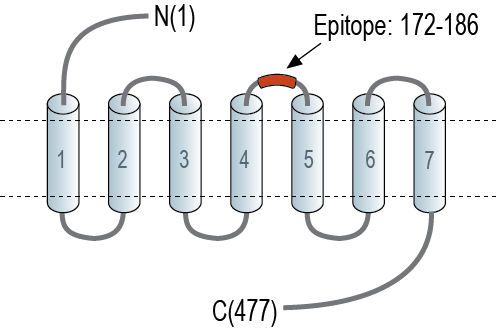 Anti-C3aR1 (extracellular) Antibody