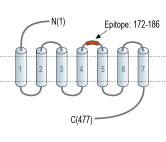 C3aR1 (extracellular) Blocking Peptide