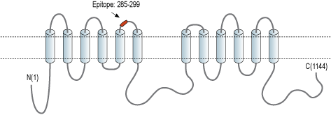 Anti-Adenylate Cyclase 3 (AC3) (extracellular) Antibody